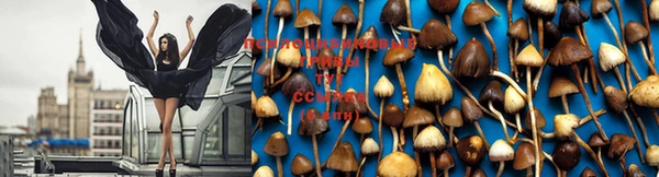 шишки Остров
